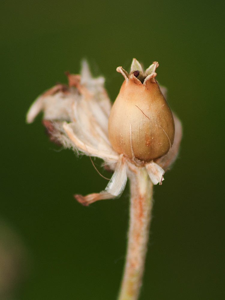 Image of Lychnis coronaria specimen.