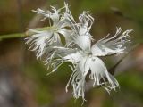 Dianthus borussicus. Цветки. Ленинградская обл., Лужский р-н, 136 км шоссе М-20, сухой сосняк. 30.06.2012.