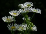 Erigeron strigosus