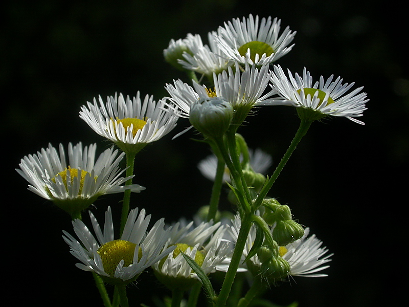 Изображение особи Erigeron strigosus.