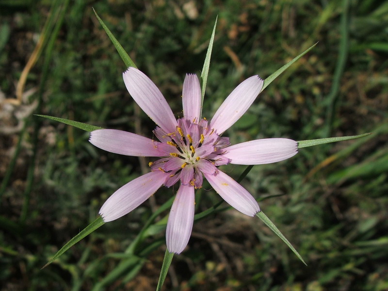 Image of Geropogon hybridus specimen.