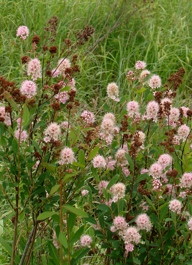 Image of Spiraea humilis specimen.