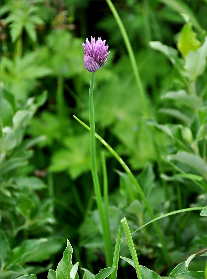 Изображение особи Allium schoenoprasum.