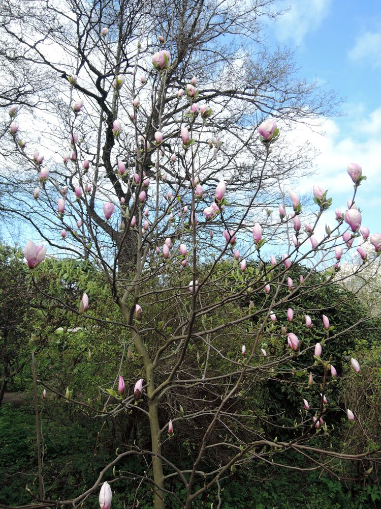 Image of Magnolia &times; soulangeana specimen.