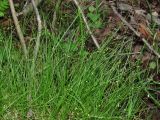 Carex disperma