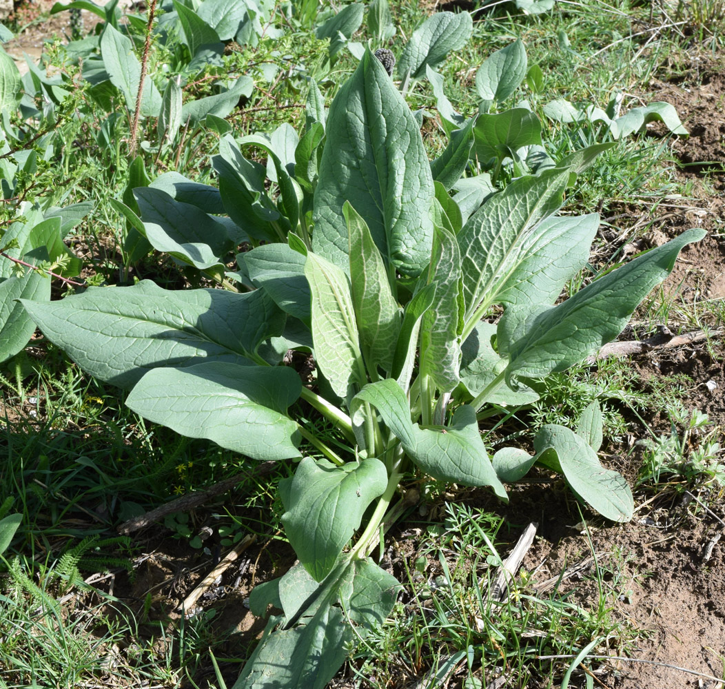 Image of Solenanthus circinnatus specimen.