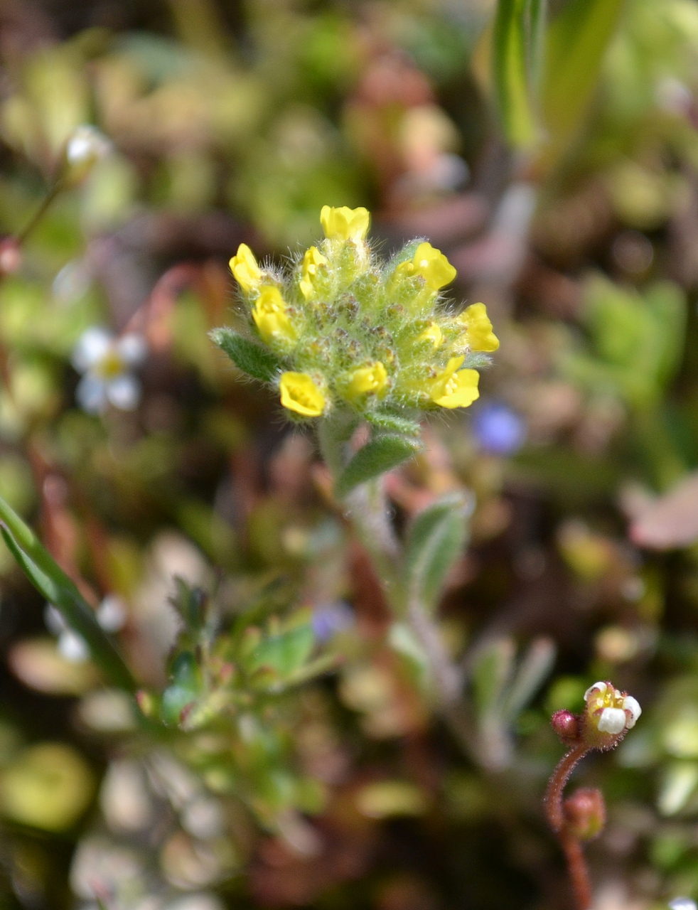 Изображение особи род Alyssum.