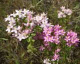 Centaurium erythraea