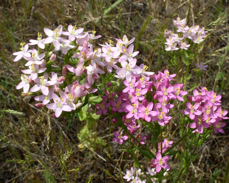 Изображение особи Centaurium erythraea.