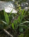 Fritillaria assyriaca