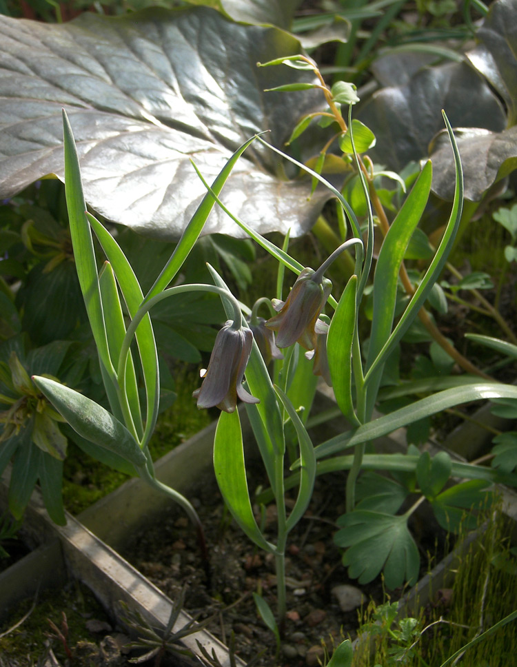 Image of Fritillaria assyriaca specimen.