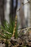 Equisetum sylvaticum