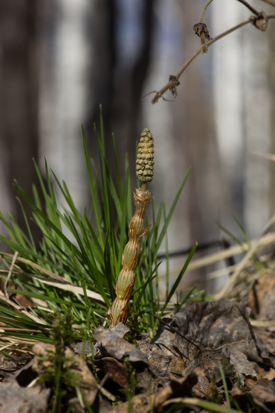 Image of Equisetum sylvaticum specimen.