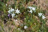 Ornithogalum navaschinii. Цветущие растения. Крым, Арабатская стрелка, окр. с. Соляное, на берегу южного плеса зал. Восточный Сиваш. 14.04.2016.