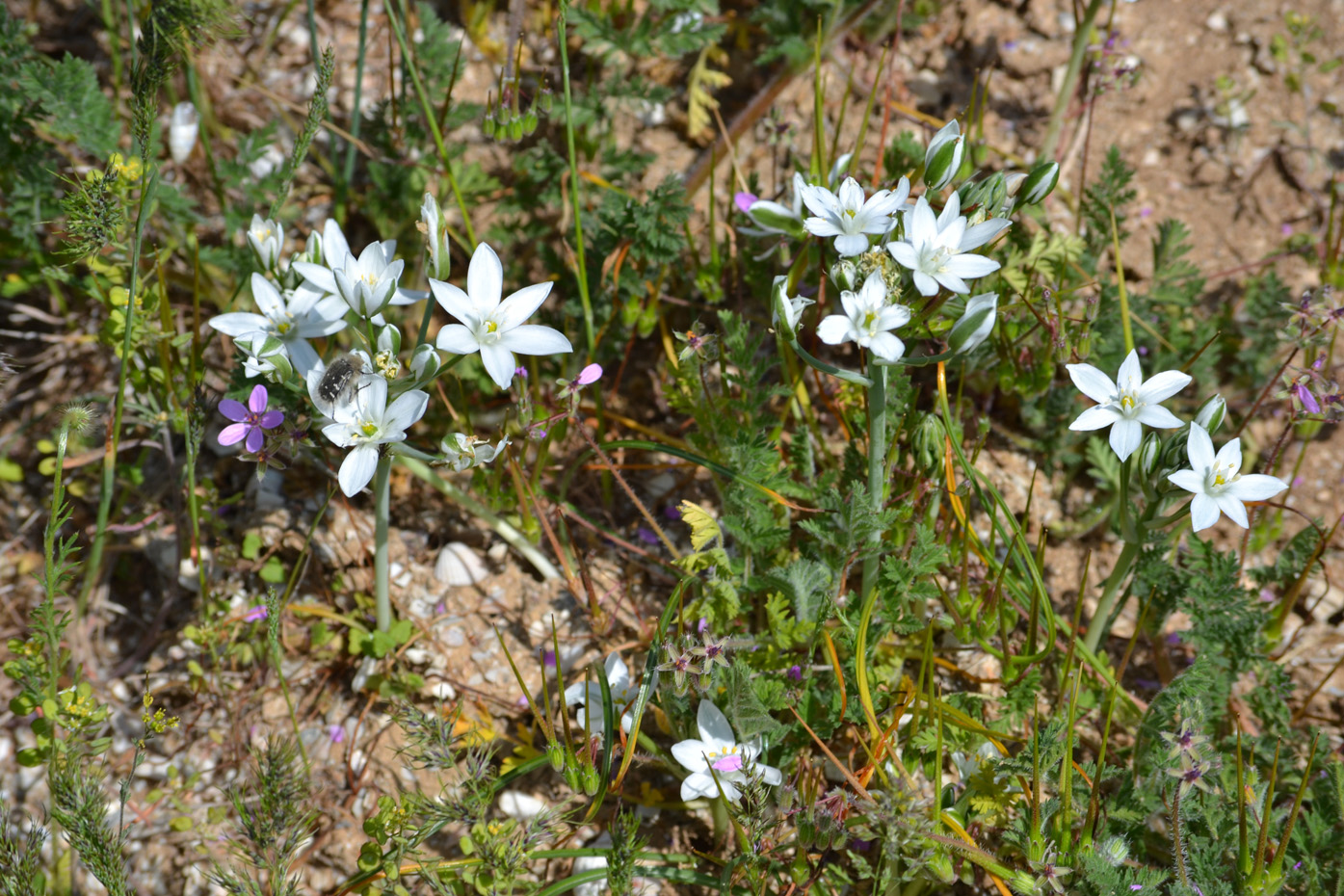 Изображение особи Ornithogalum navaschinii.