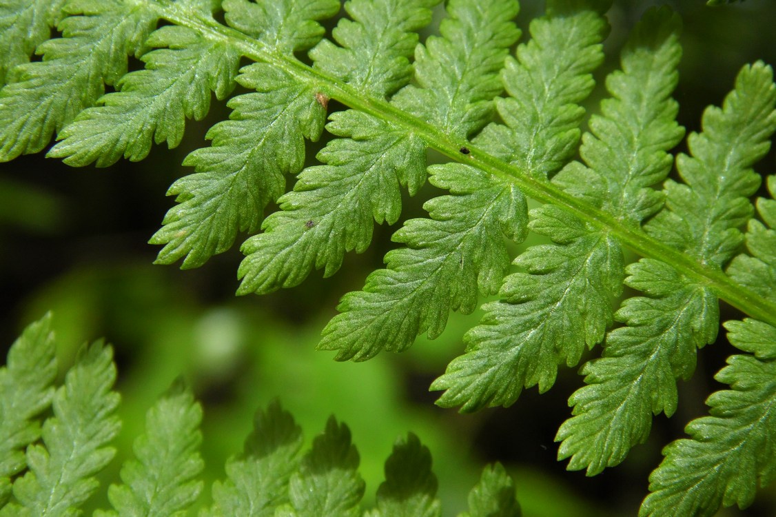 Image of Athyrium filix-femina specimen.