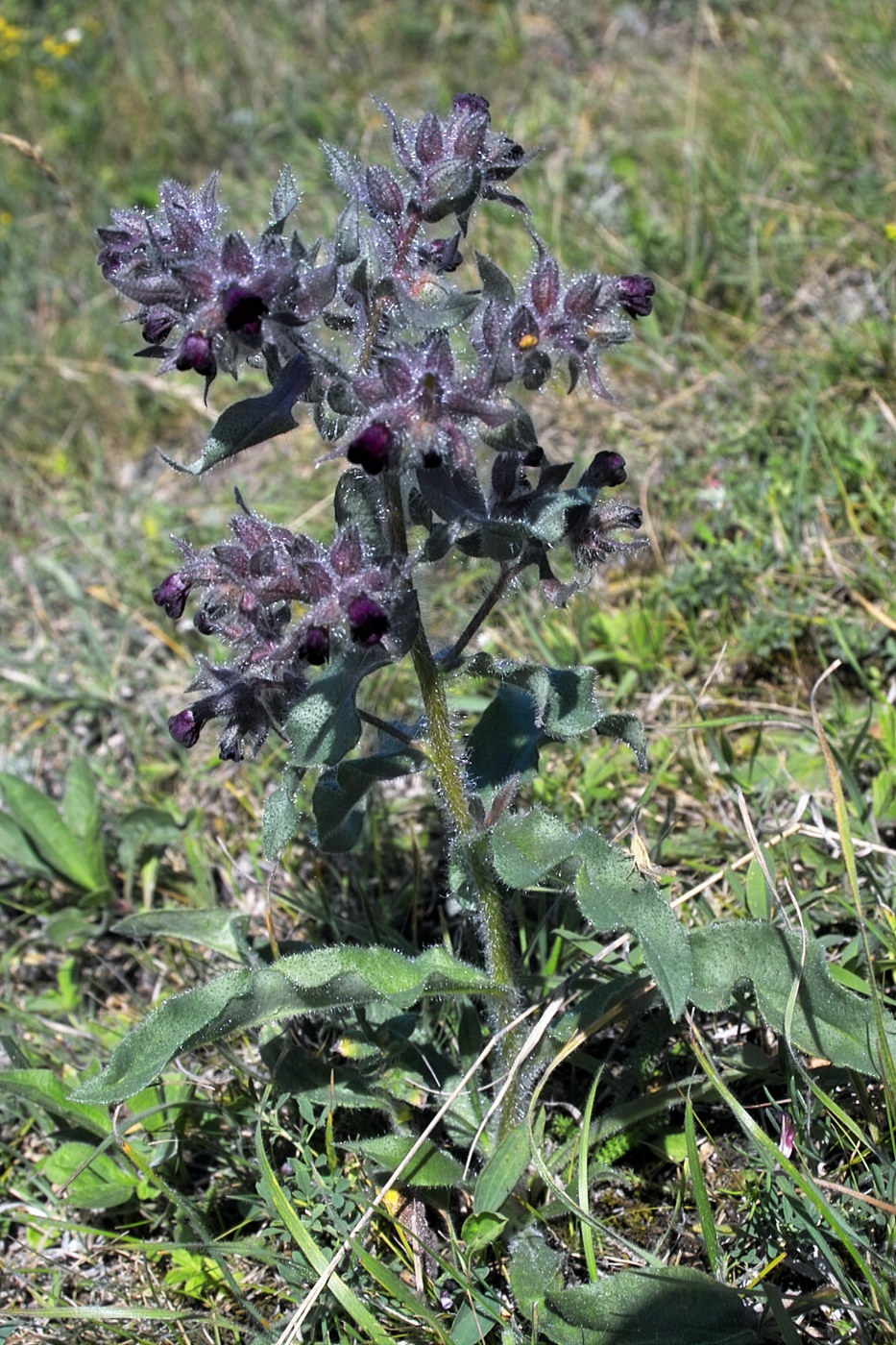 Image of Nonea rossica specimen.