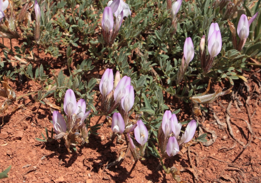 Изображение особи Astragalus subarcuatus.