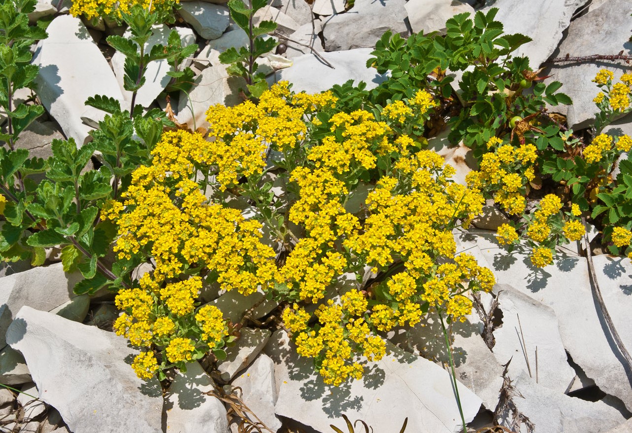 Image of Odontarrhena obtusifolia specimen.