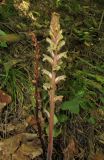 Orobanche hederae. Цветущее растение рядом с прошлогодним цветоносом. Крым, Бахчисарайский р-н, окр. с. Счастливое, сосновый лес. 20 июня 2016 г.