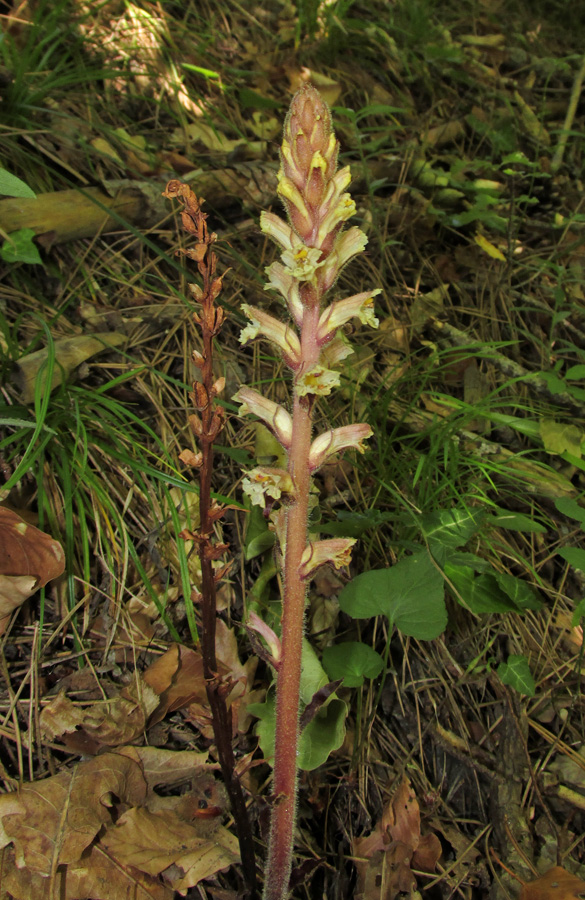 Изображение особи Orobanche hederae.