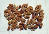 Poterium polygamum