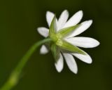 Stellaria discolor. Цветок (вид со стороны чашечки). Приморский край, Шкотовский р-н, окр. с. Речица, по краю дороги, проходящей через сырой луг. 30.06.2016.