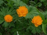 Trollius vitalii