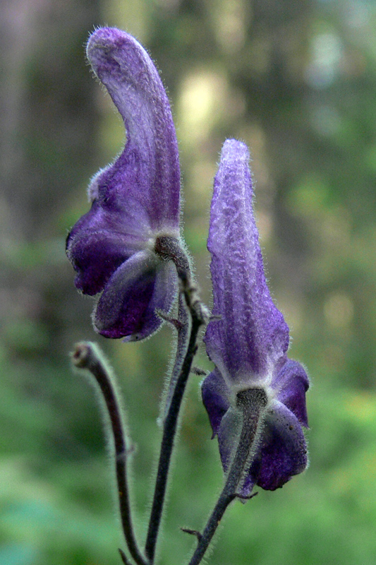 Image of Aconitum septentrionale specimen.