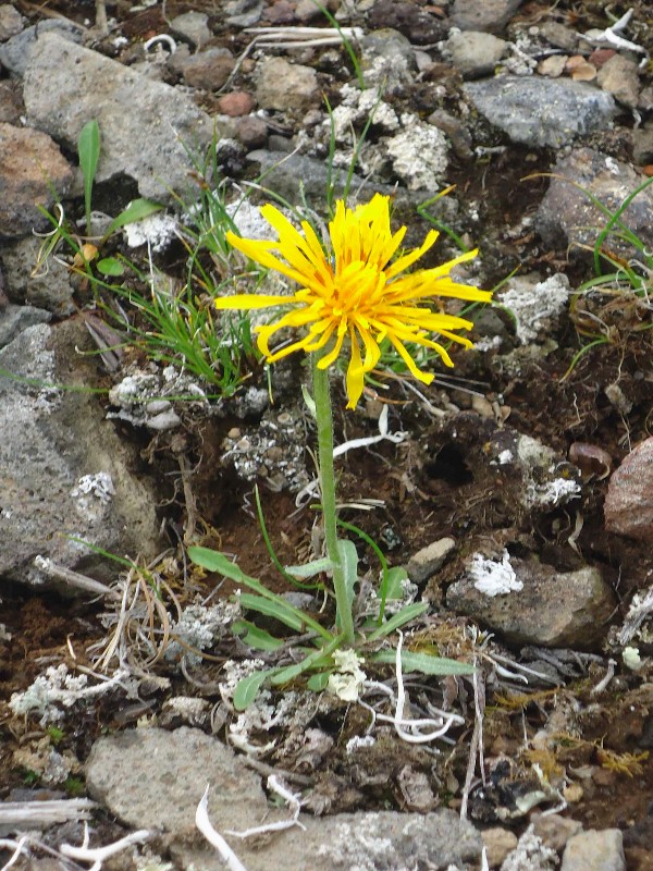 Изображение особи Crepis chrysantha.