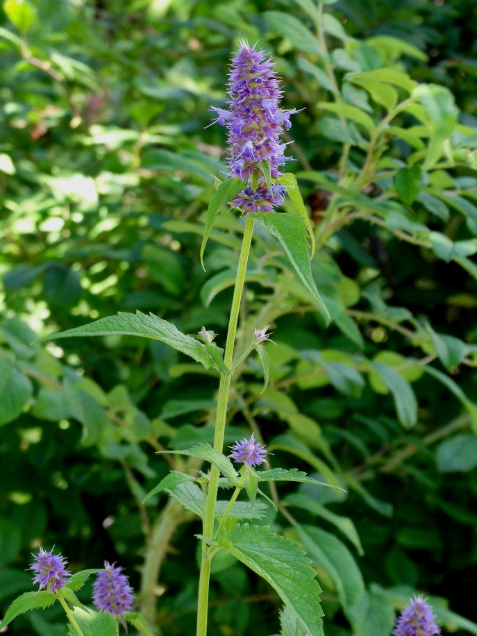 Изображение особи Agastache rugosa.