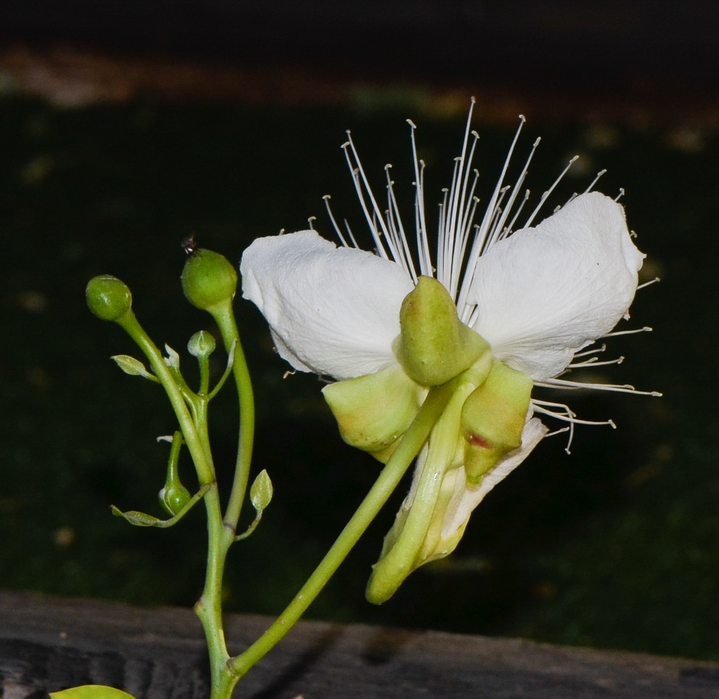 Изображение особи Capparis cartilaginea.