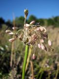 Allium podolicum