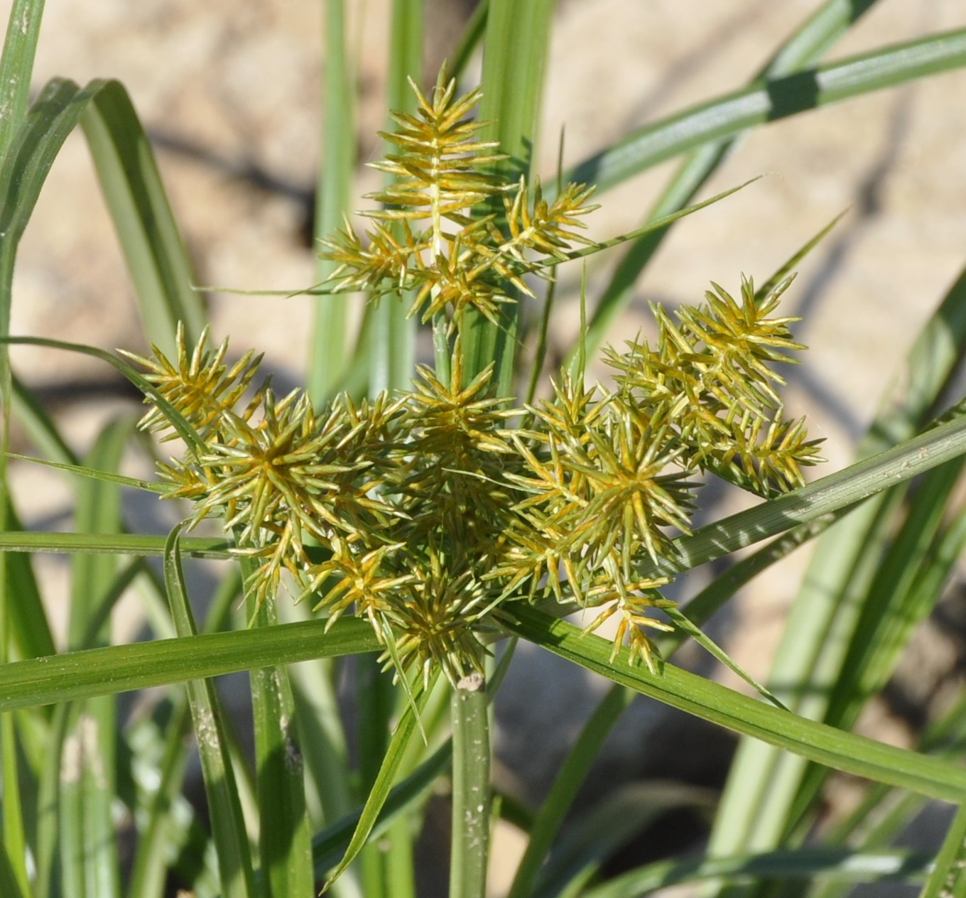 Изображение особи Cyperus esculentus.