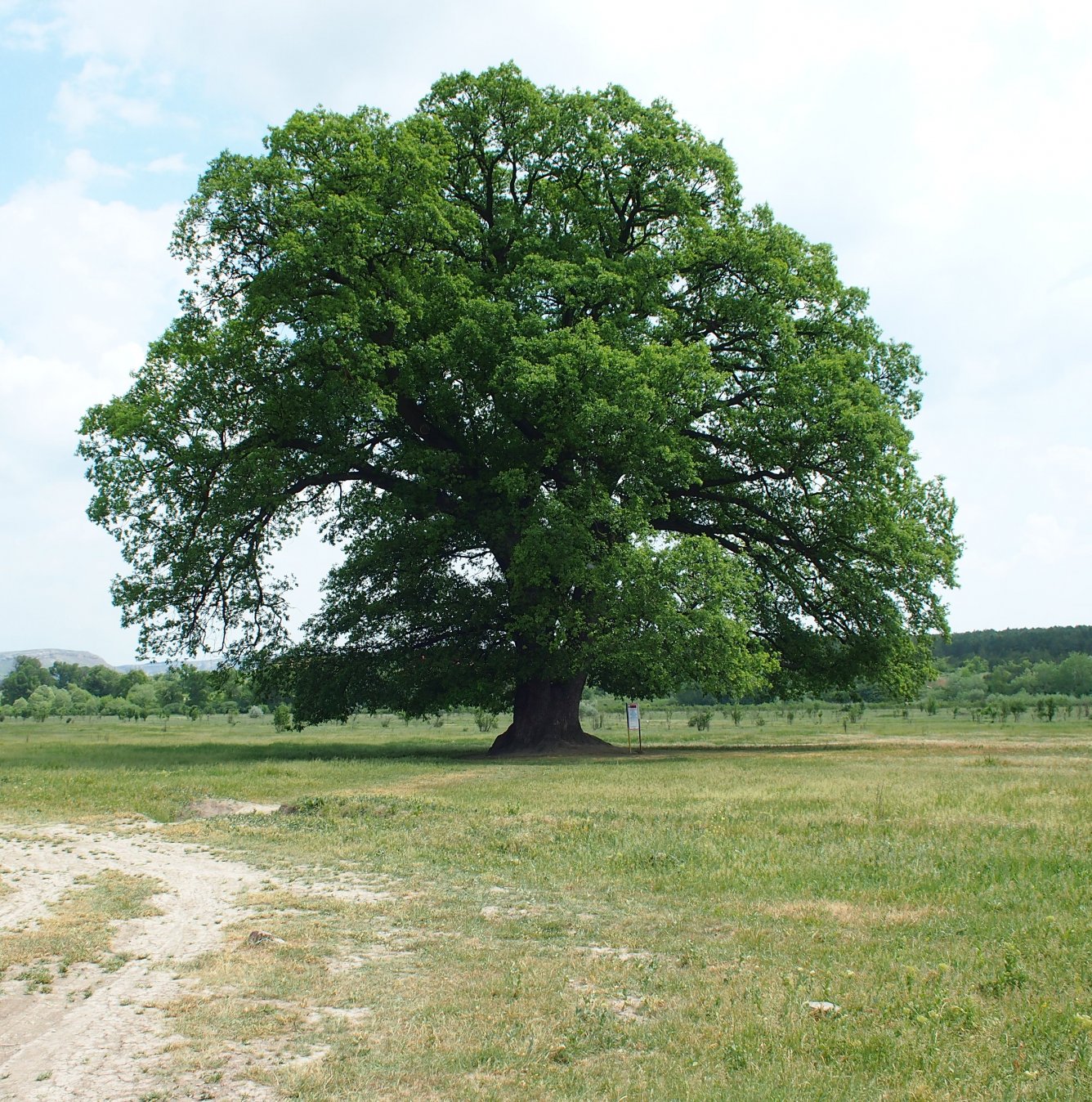 Image of Quercus robur specimen.