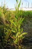 Atriplex subcordata