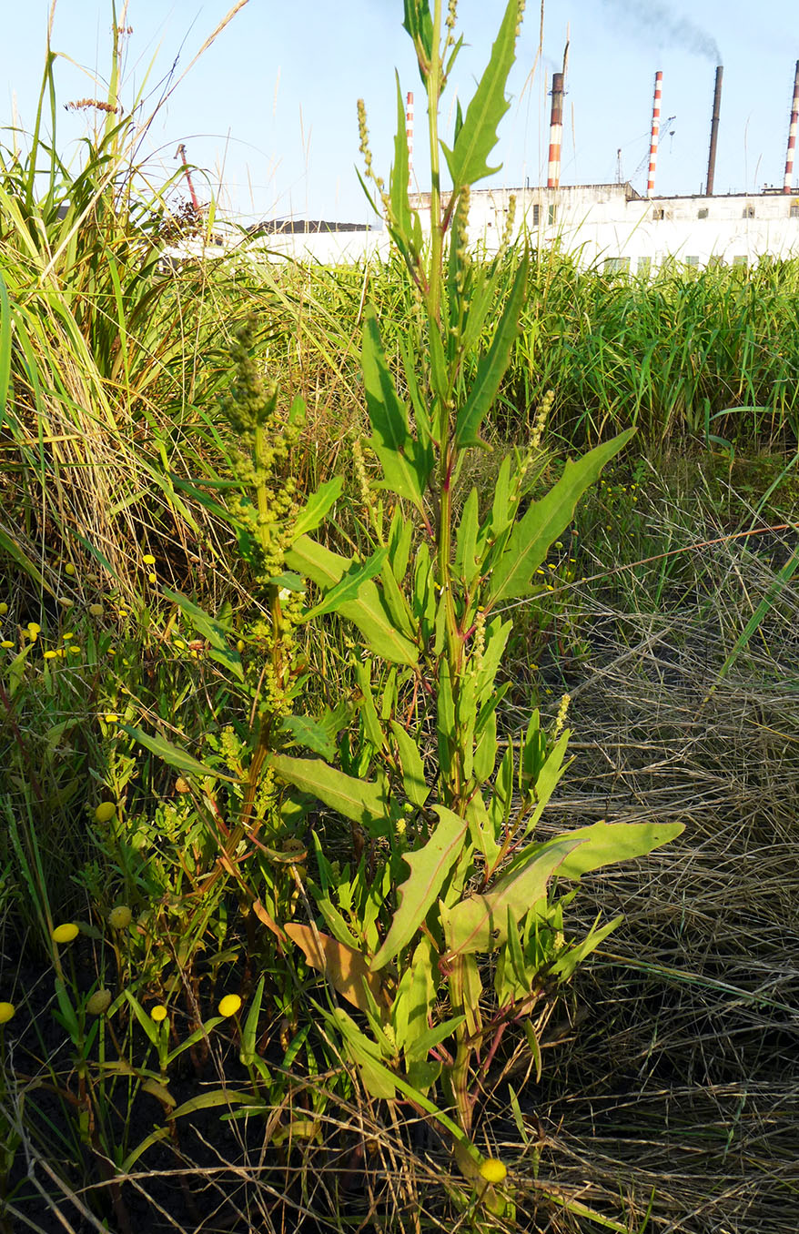 Image of Atriplex subcordata specimen.