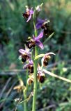 Ophrys oestrifera. Соцветие. Украина, Крым, Никитский ботанический сад, заповедник \"Мыс Мартьян\", лес. Средина апреля 2002 г.