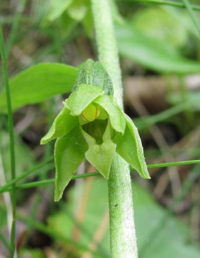 Image of Epipactis tangutica specimen.