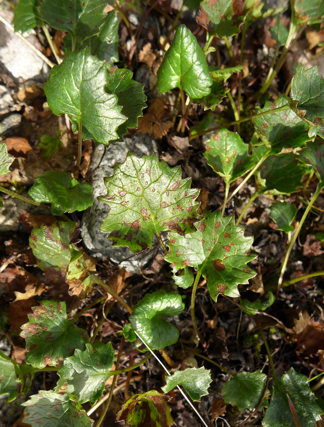 Image of Endocellion glaciale specimen.