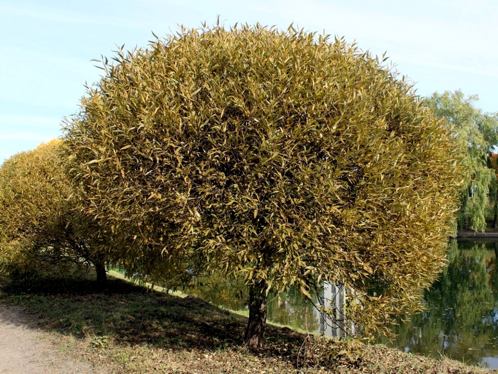 Изображение особи Salix fragilis var. sphaerica.