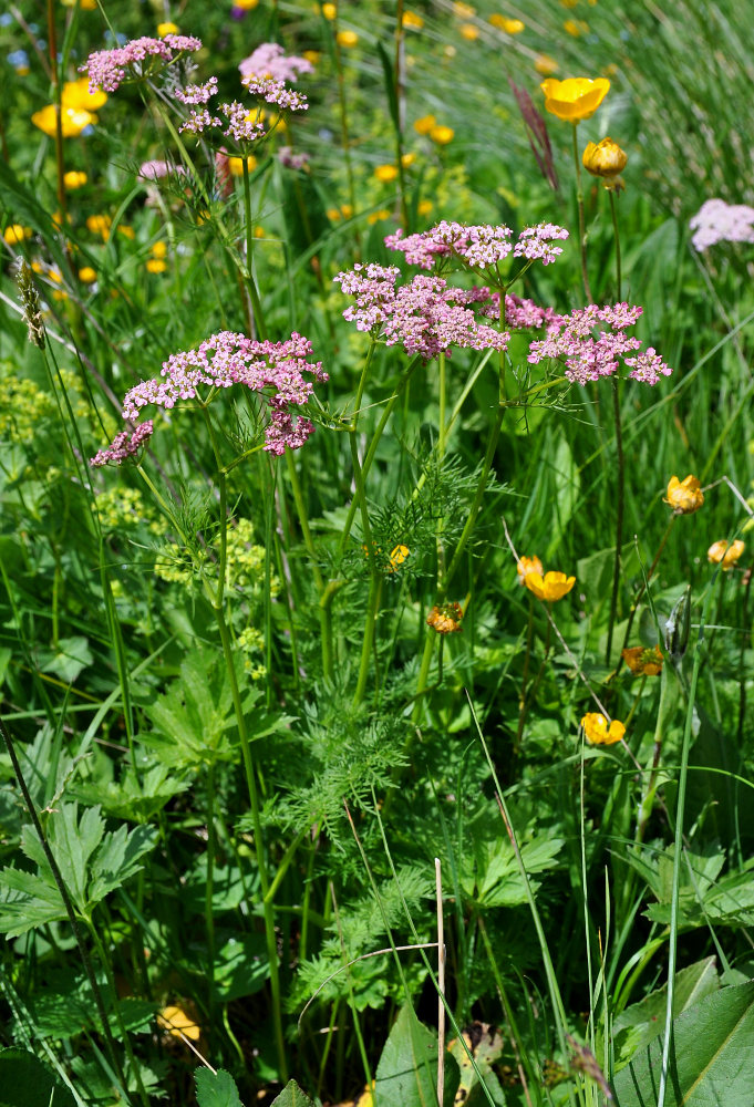 Image of Chaerophyllum roseum specimen.