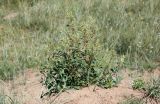 Chenopodium acuminatum. Цветущее растение. Хакасия, окр. с. Аршаново, растительная группировка на нарушенном бархане. 23.07.2016.