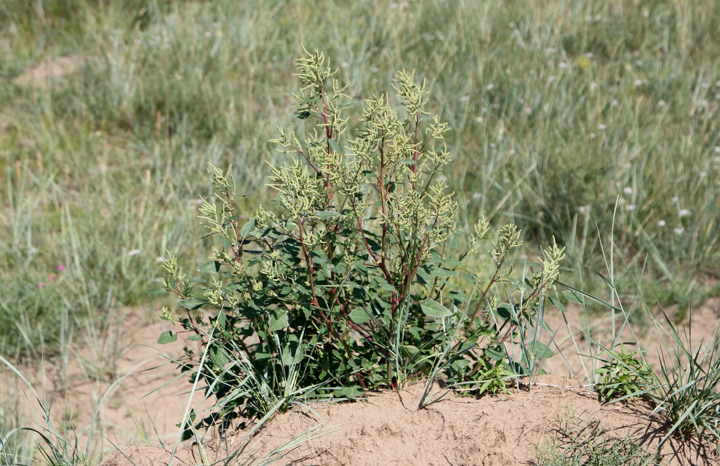 Изображение особи Chenopodium acuminatum.