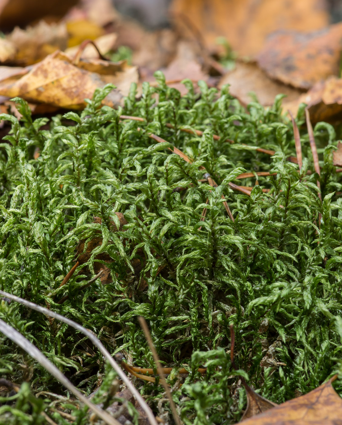 Изображение особи Pleurozium schreberi.