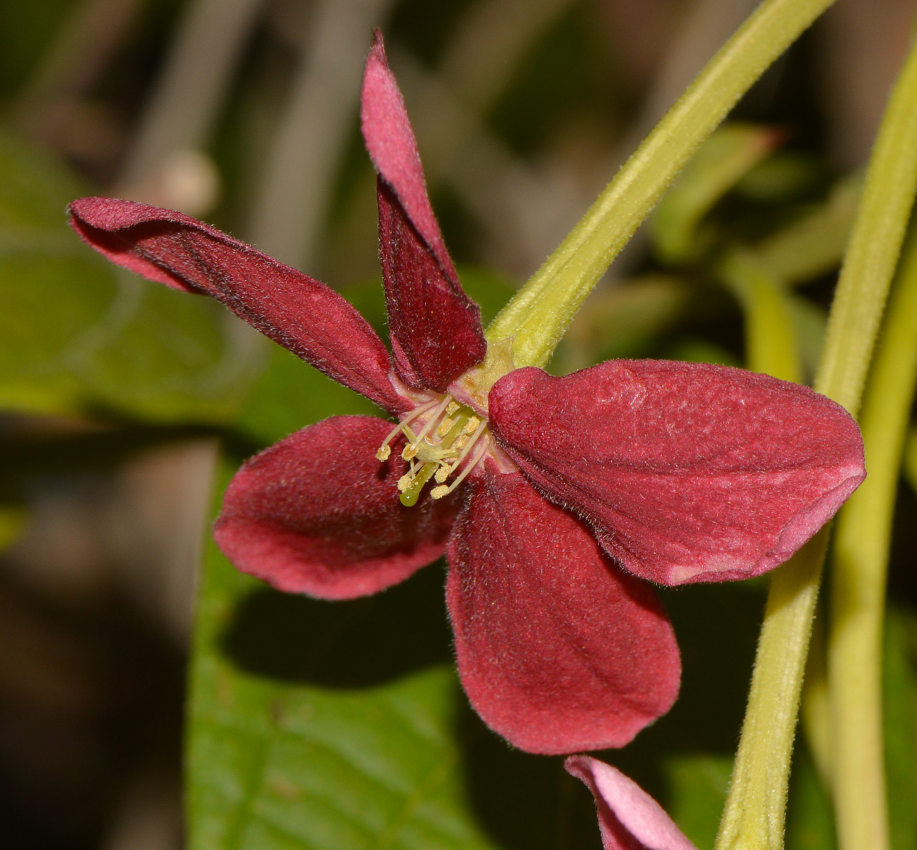 Image of Combretum indicum specimen.