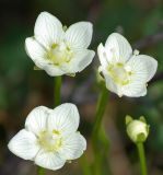 Image of taxon representative. Author is Виктор Солодухин