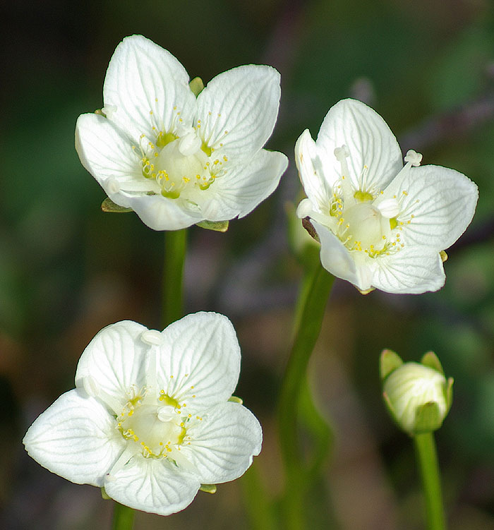 Изображение особи Parnassia palustris.