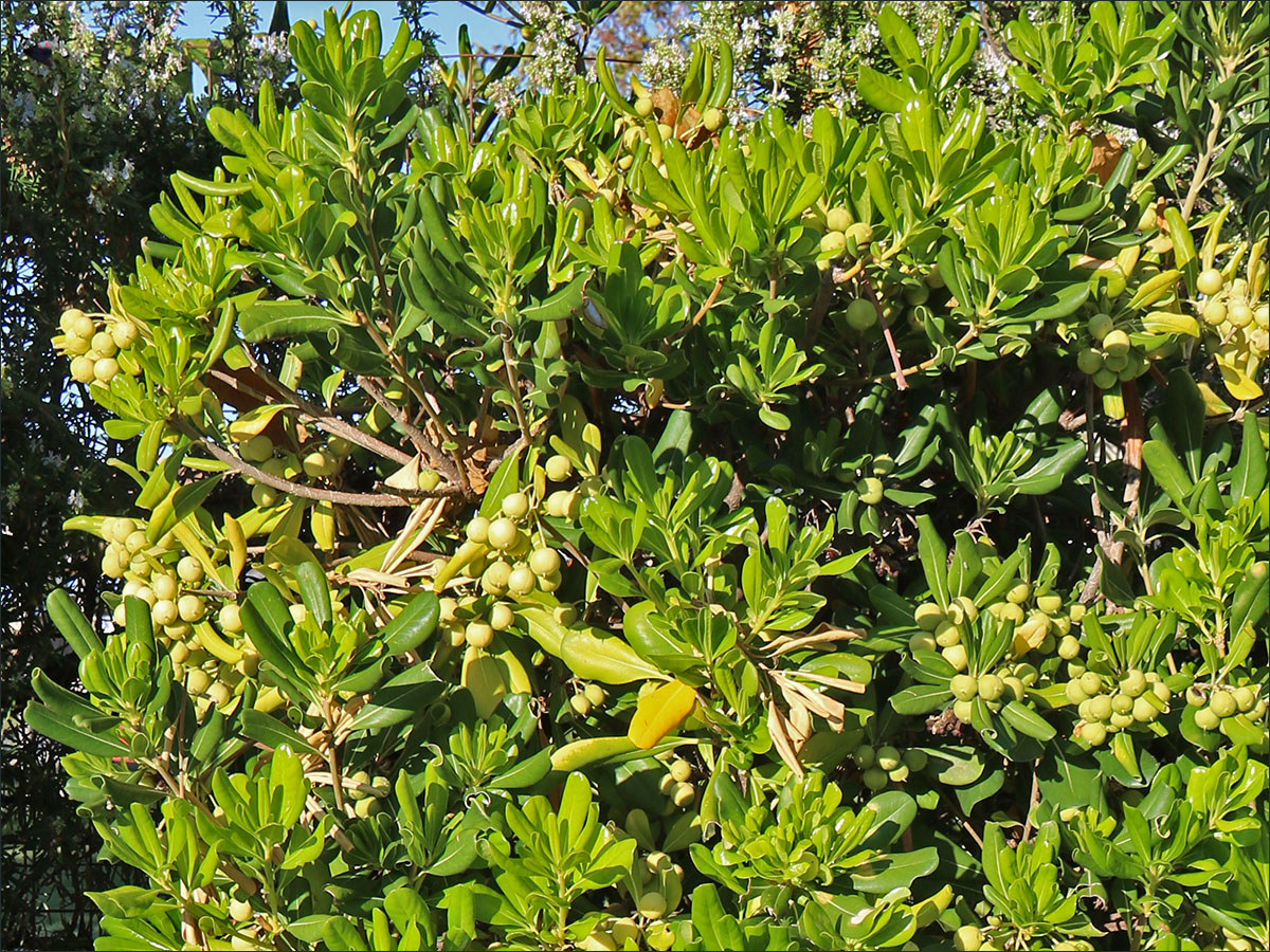 Image of Pittosporum tobira specimen.