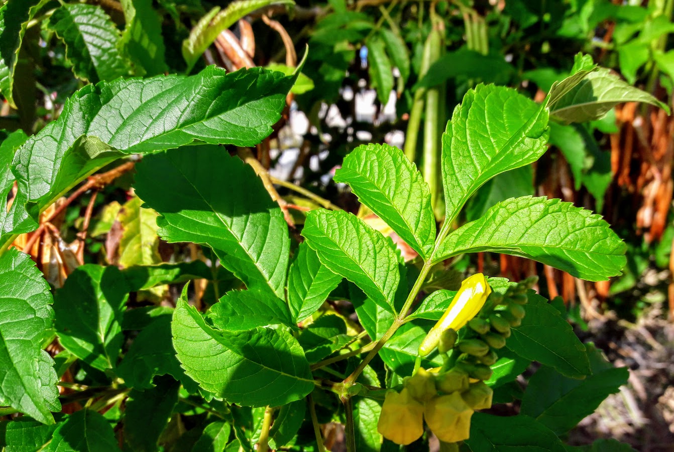 Изображение особи Tecoma castanifolia.